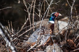 Pheasant Hunting New England The Preserve
