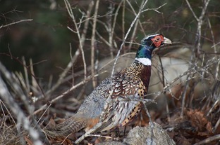 Pheasant Hunting New England The Preserve