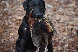 Pheasant Hunting New England The Preserve